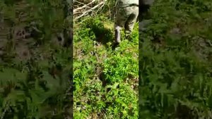 посадка саженцев в лесу закрытая Корневая система