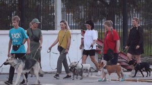 Четырёхлапое шествие - в программе "Дело ведёт Мур-р-р"