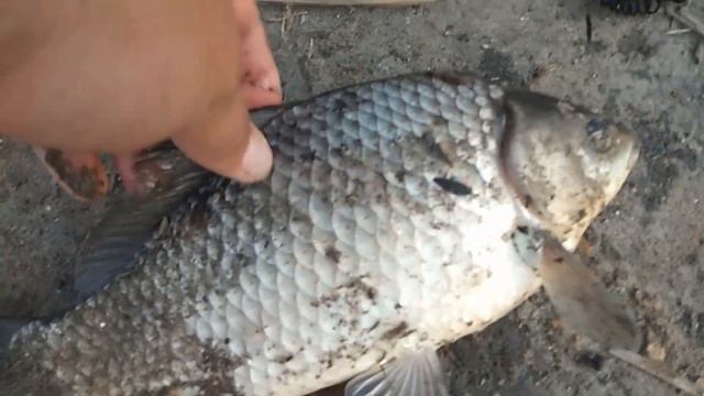 На что клюет крупный карась! Рыбалка весной на речке Ингулец! смотреть онлайн