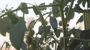 Томат Черри Краса длинная коса  Ранний урожай на балконе!