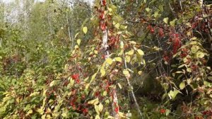 Как растёт лимонник.