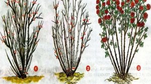 Роза Хайди Клум (Heidi Klum) — характеристики флорибунды