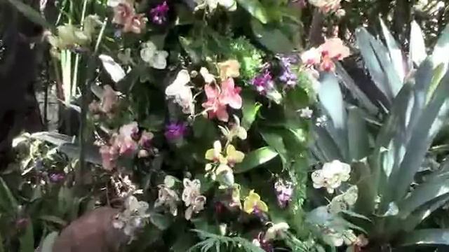 Epocot International Flower and Garden Festival Mexican Orchids смотреть онлайн