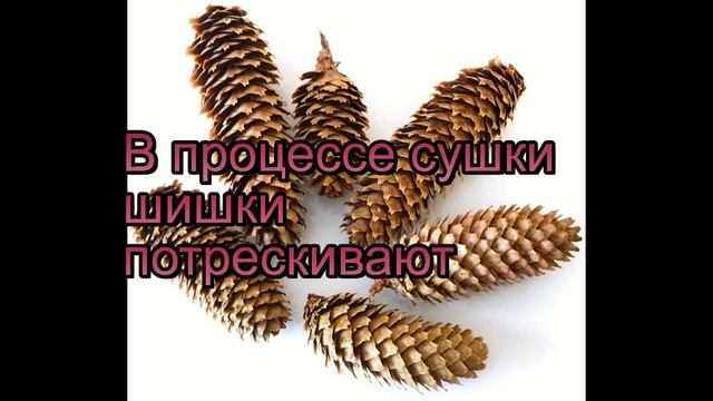 Как высушить шишки для поделок?