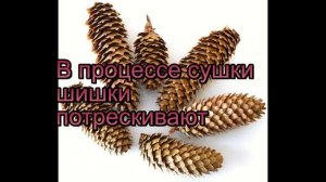 Как высушить шишки для поделок?