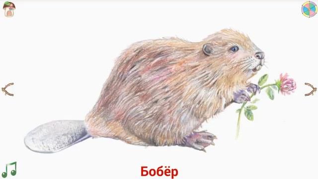 Учим Зверят - Грызуны