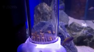 Развитие оплодотворенной икры Цихлиды малави