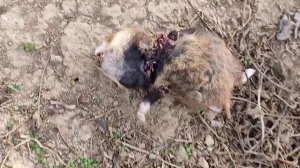 причины почему ягода клубники кислая! что нужно делать чтоб вкус был на высоте!