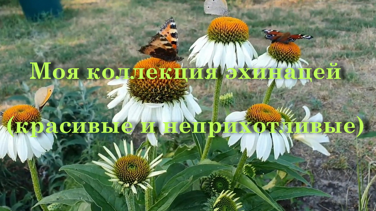 Моя коллекция эхинацей. Красивые и неприхотливые