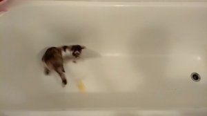 прикол кошка играет в ванной
