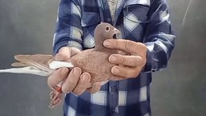 Спортивные голуби Гаджоглуяна Хукаса Донской клуб 2022 год Часть 2