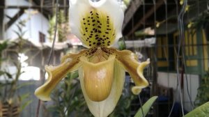 PAPHIOPEDILUM EXUL 4 MEI 2023