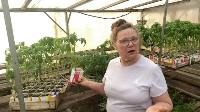 Проблемы выращивания рассады гибридных томатов 04.04.2023г. смотреть онлайн