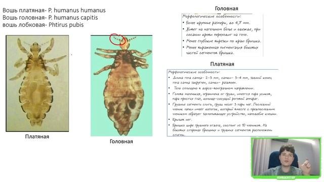 Экзамен по биологии | ПРЕПАРАТЫ. Часть 2