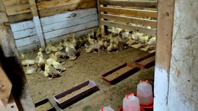 Гусятам 12 дней: кормление и условия содержания. "Мое Подворье"
