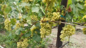 Обзор виноградника 21 июля 2024 Джокер, Вивальди,Цитадель(333),Спринтер, Алекс, Фреш мускат(555).mp4