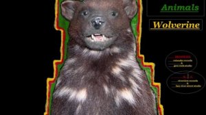 Stuffed Animals: Wolverine