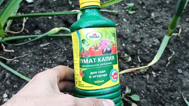 ОБЯЗАТЕЛЬНАЯ ПОДКОРМКА ЧТОБЫ ЧЕСНОК БЫЛ КРУПНЫМ