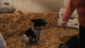 Дрессура собак. Служебная чихуахуа :))