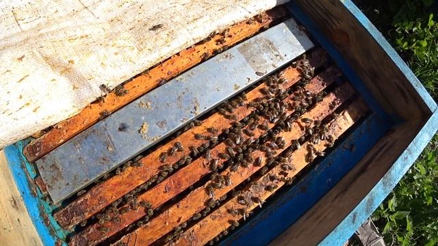 КАК ПОДСАДИТЬ ПЛОДНУЮ МАТКУ С ПОМОЩЬЮ ОДНОРАМОЧНОГО ИЗОЛЯТОРА от А до Я,  РЕЗУЛЬТАТ ОШЕЛОМЛЯЮЩИЙ.