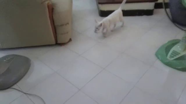 Khao Manee Kitten Playing Fetch! смотреть онлайн