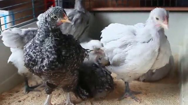 ОРПИНГТОН полосатый (кукушечный) и лавандовый 1,5 мес смотреть онлайн