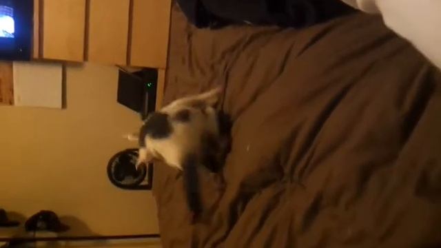 Scrappy the cat смотреть онлайн