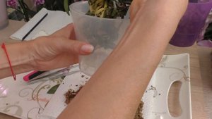Пересадка МИНИ орхидеи. Некоторые практические советы.