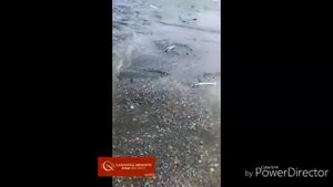 На западе Камчатки впервые за 22 года наблюдается небывалый ход горбуши