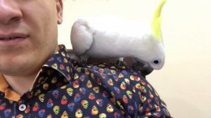 Какаду ухаживает за хозяином