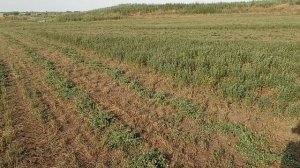 Люцерна, второй укос 2020 года нулевой!