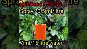 spinosad insecticide/#shorts/spinosad 45%sc/spinosad 45 sc bayer