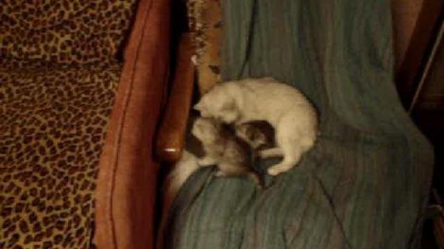 котята