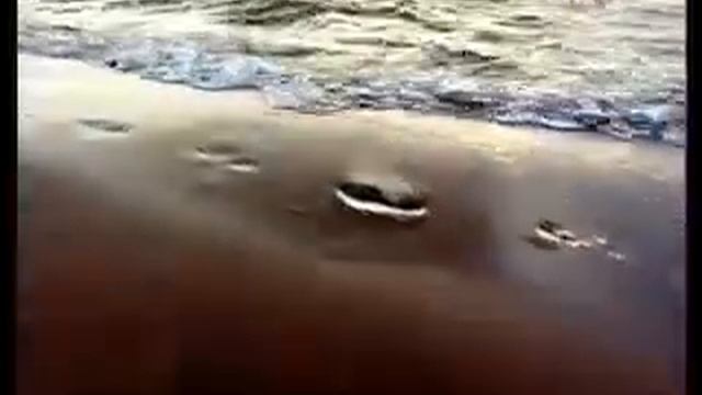 Наталья Бехтерева о вещих снах..