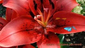 Лилия ла-гибрид Ориджинал Лав (lilium) ? обзор: как сажать, луковицы лилии Ориджинал Лав