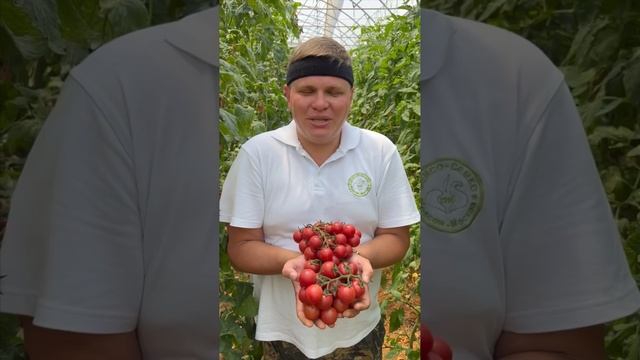 Сладкий розовый томат Черри Роза - 1