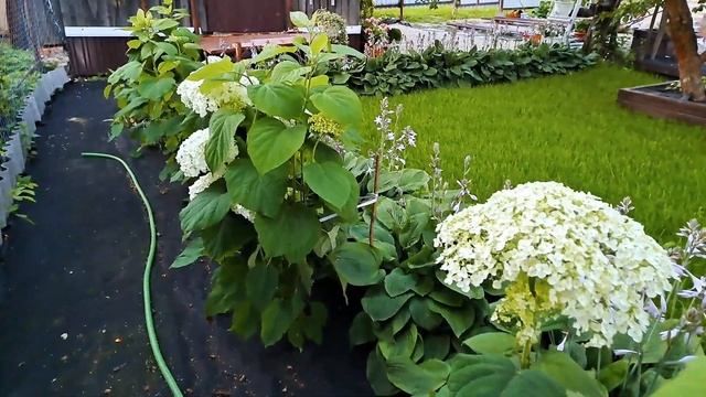 Посадка Гортензии Анабель стронг спустя год