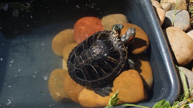 Черепаший рай НА ДАЧЕ/ Красноухая ЧЕРЕПАХА/ ЧЕРЕПАХА НА ДАЧЕ\ Turtle Paradise\ Red - eared TURTLE смотреть онлайн
