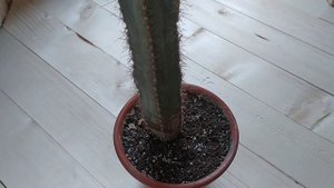 Что делать если поломался кактус на две части? Как их соединить?