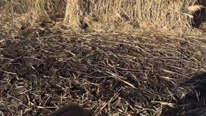 Подготовка к Гусиной охоте.