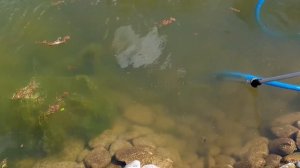 Как почистить пруд без слива воды