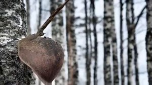 Игорь Растеряев 《Георгиевская ленточка》