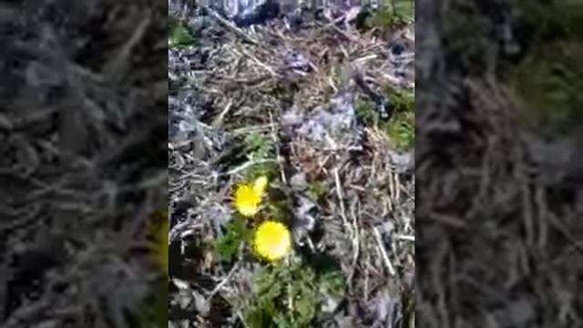 садим на даче горох фасоль и пшено смотреть онлайн