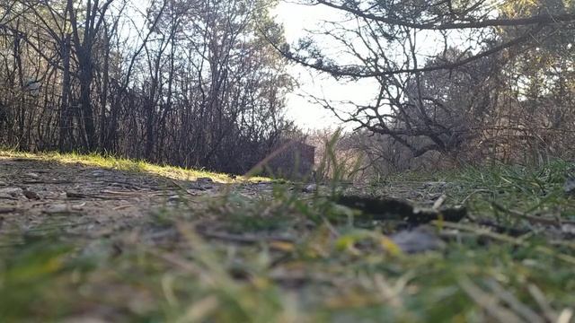 щенки Померанского шпица, выгул