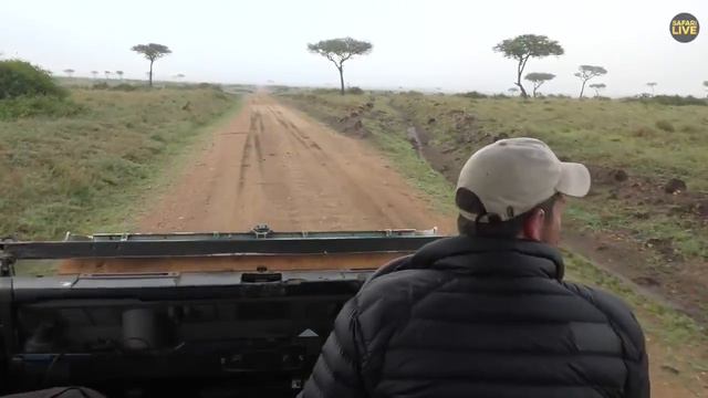 safariLIVE - Sunrise Safari - December 13, 2018 смотреть онлайн