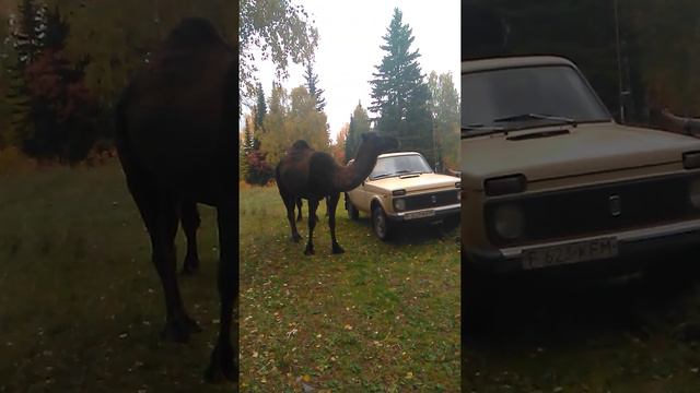 Верблюды. Восточный Казахстан. На подходах к Западно-Алтайскому заповеднику. смотреть онлайн