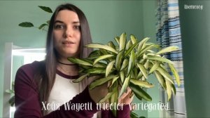 Мои хойи, уход за ними.