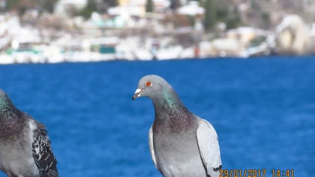 Крым Гурзуф зима 2017 спутник, --Crimea Gurzuf winter 2017 смотреть онлайн