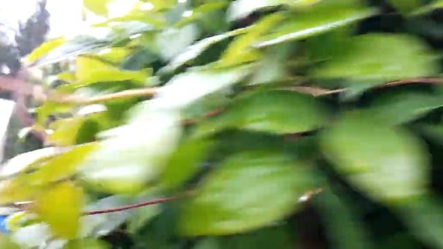 #дизайнвсаду #опораклематисам /Бюджетная опора для клематисов. смотреть онлайн