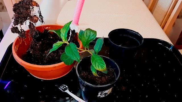 ЗИМНЕЕ черенкование метельчатой гортензии "VANILLE  FRAISE". Результат.